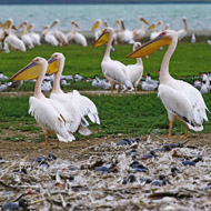 Розовые пеликаны