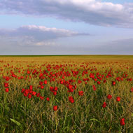 Тюльпаны Геснера